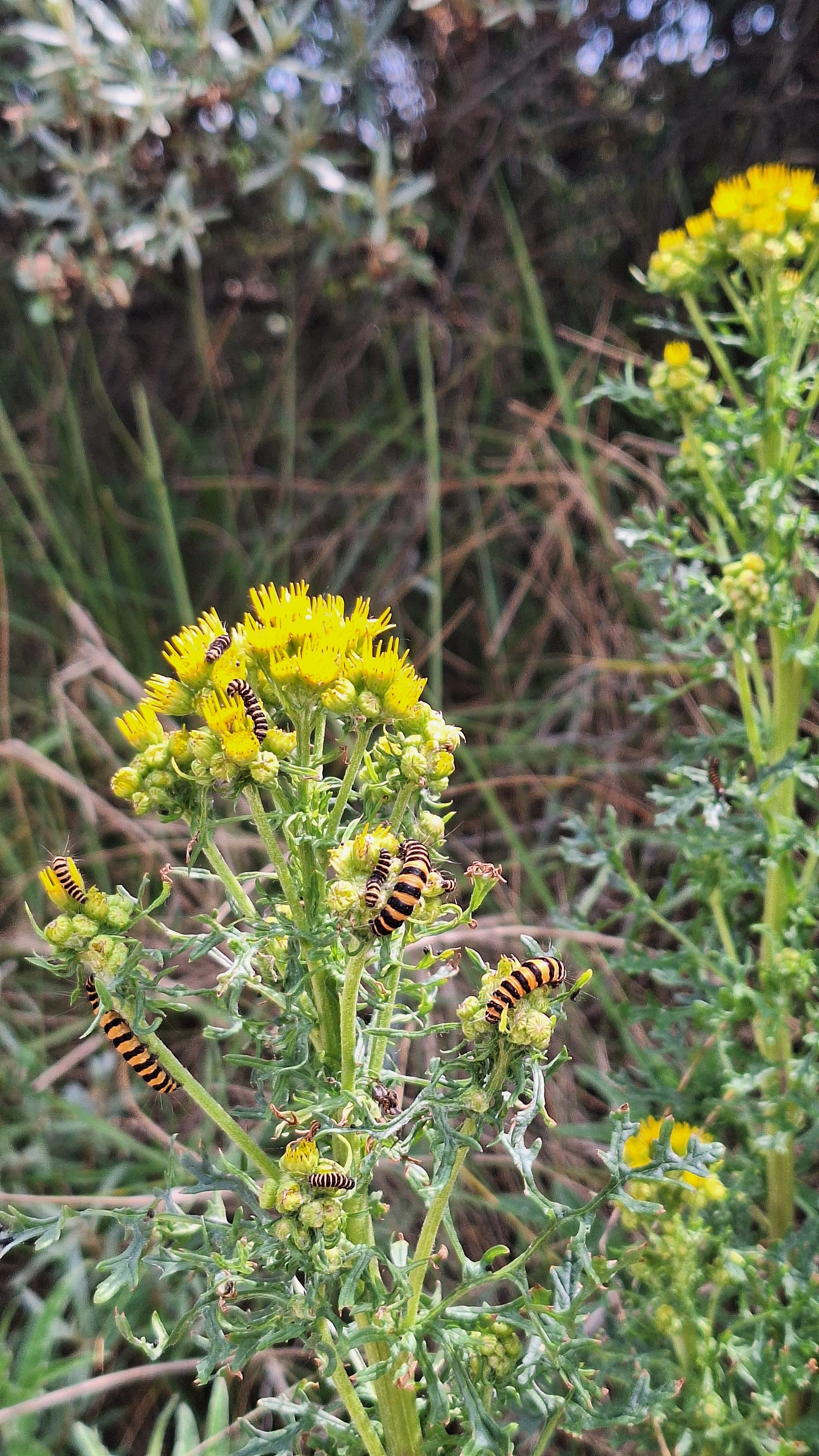 Rupsen klimmen op een gele inheemse plant