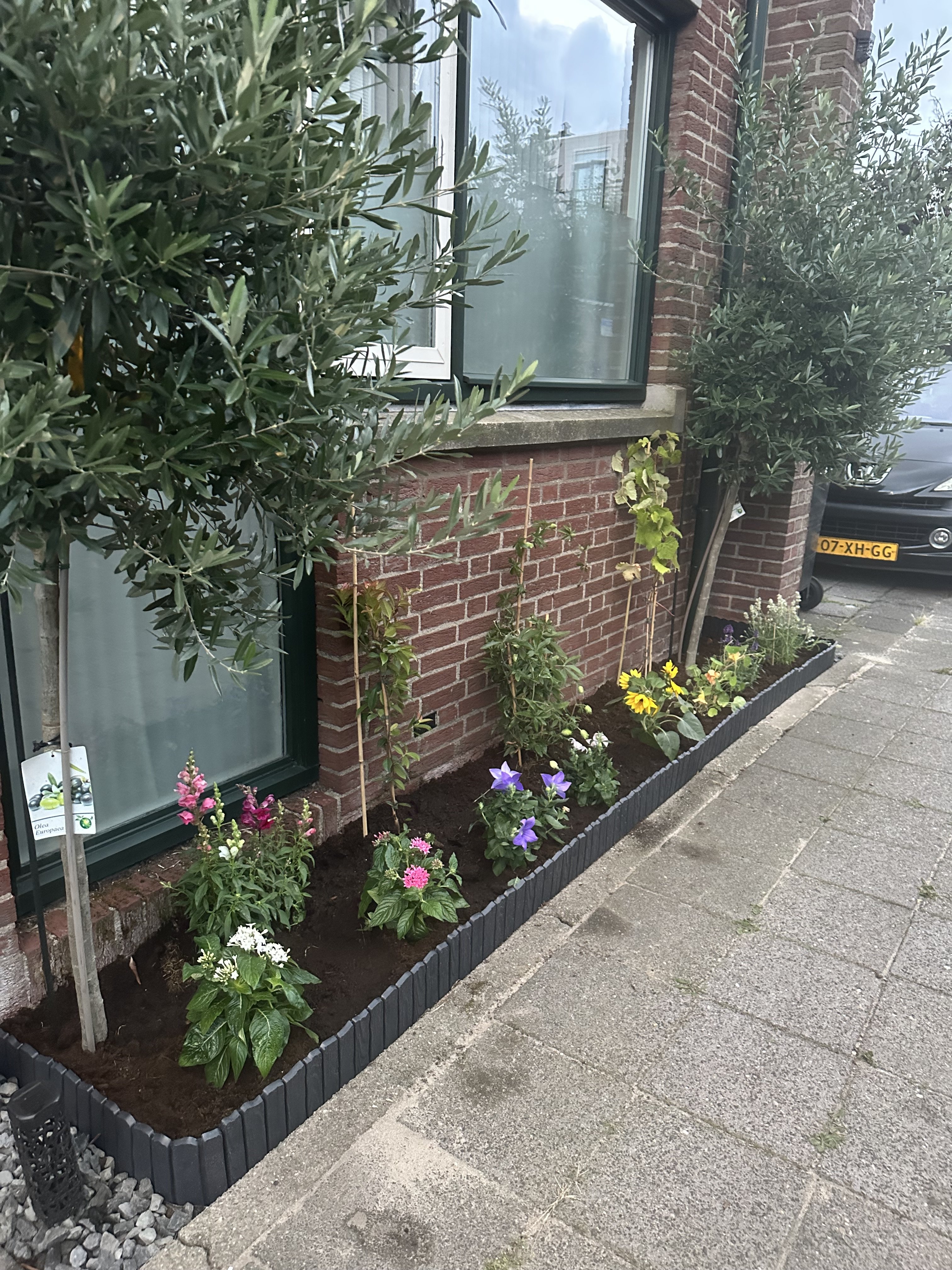 Geveltuintje met gele, witte, paarse en roze bloemen. Er staan ook 2 boompjes in. 