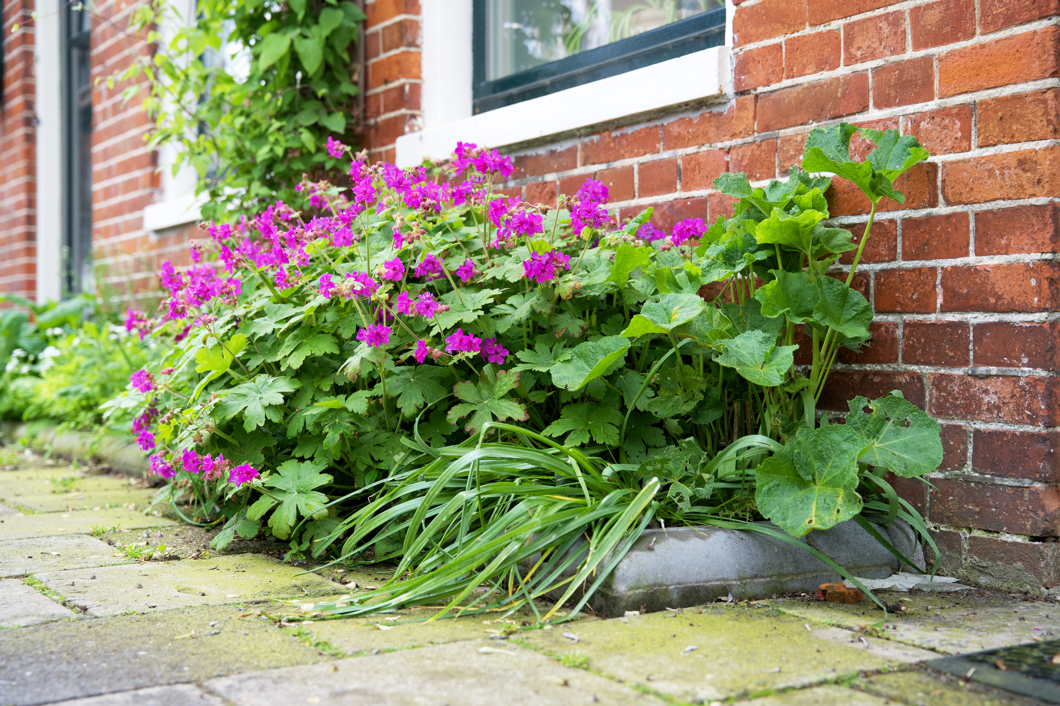 Geveltuintje met paarse bloemen