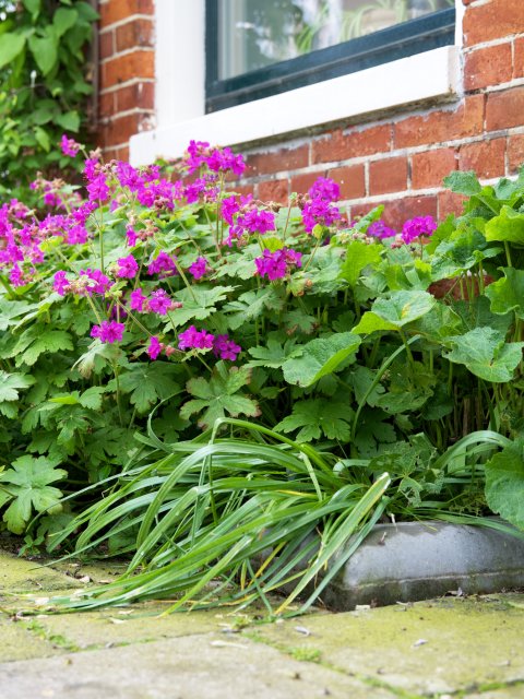 Geveltuintje met paarse bloemen