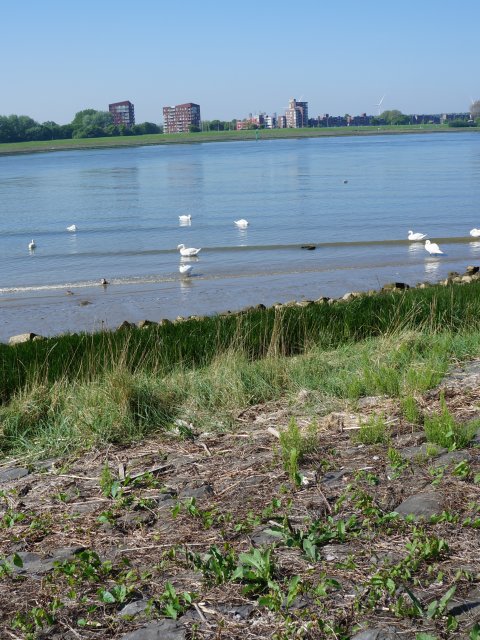 Zwanen aan de Nieuwe Waterweg met gebouwen en windmolens op de achtergrond