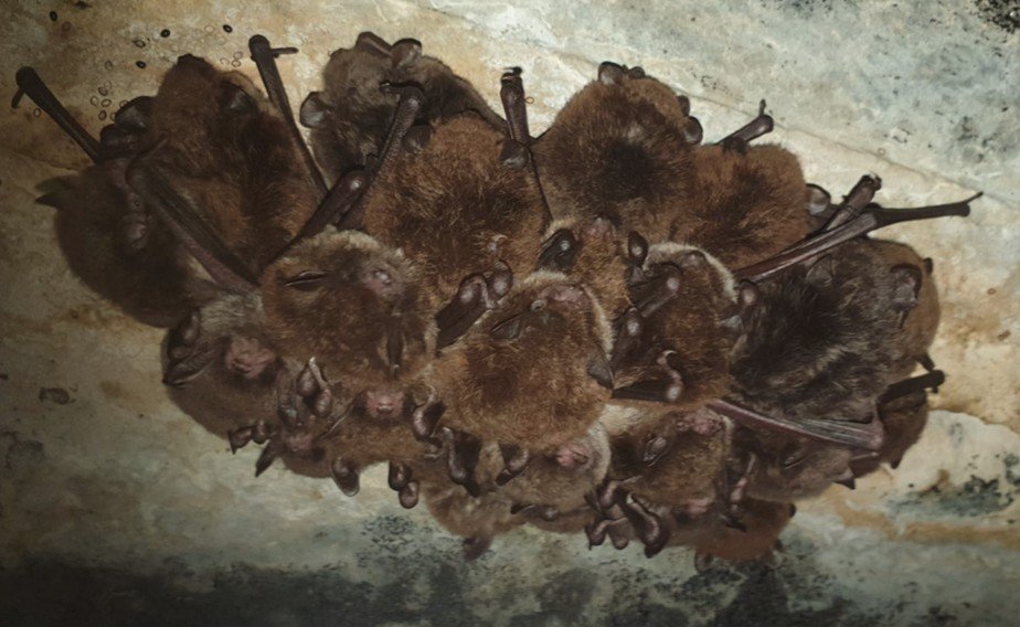 Groepje watervleermuizen in een bunker