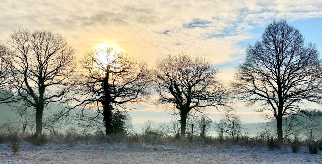 4 bomen met de zon er achter. Een veld met rijp op de voorgrond