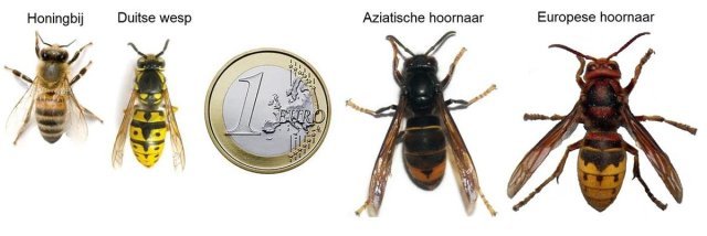 vergelijking tussen honingbij, Duitse wesp een euromuntstuk, een Aziatische Hoornaar en een Europese hoornaar