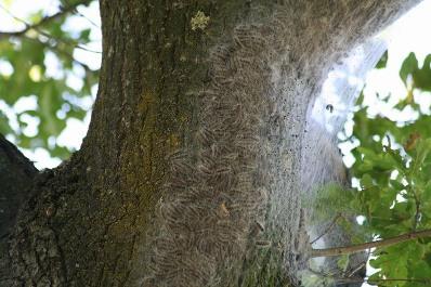 nest processierupsen