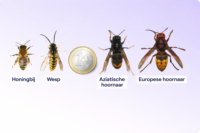 Een plaatje met van links naar rechts een honingbij, een wesp, een Aziatische hoornaar en de Europese hoornaar, met in het midden een euroteken om de grootte van de insecten te kunnen inschatten.