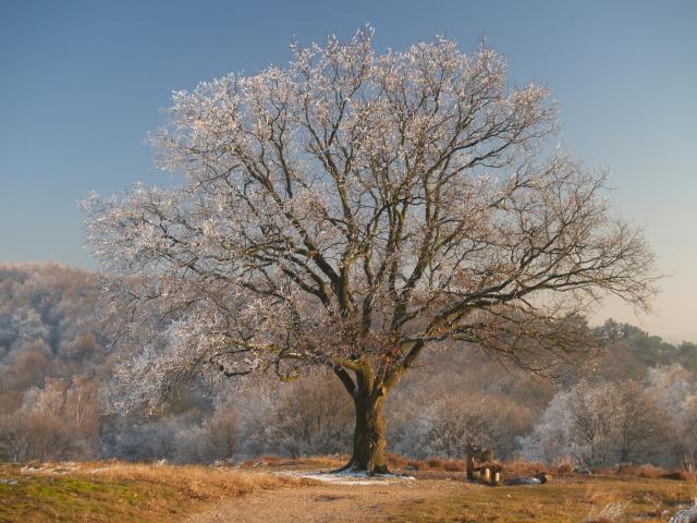 Boom op de Mookerheide, met witte rijp op de takken, door fotograaf René Woolschot 