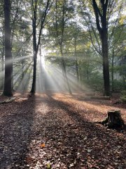 Foto van zonlicht door de bomen bij een ochtendwandeling