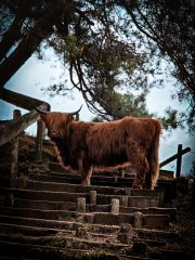 Foto van een Schotse hooglander op een trap