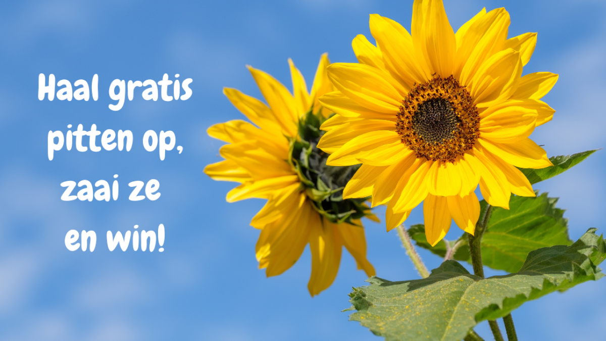 Laat Nederweert bloeien met reuzenzonnebloemen!