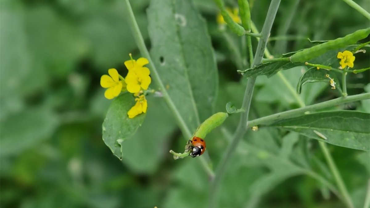 Met gratis bloemen- en kruidenmengsel meer biodiversiteit