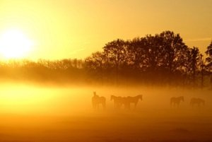 Natuur paarden in de Peel