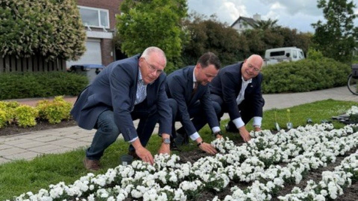 Witte Anjer Perk in Noorden