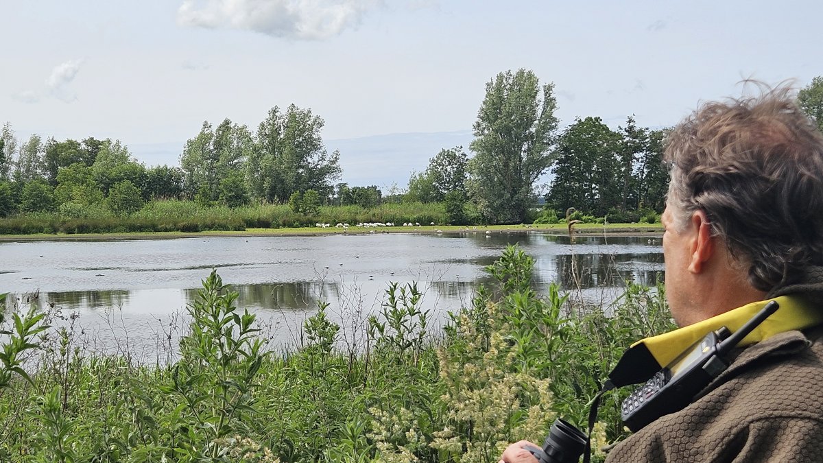 Groene BOA van Handhaving