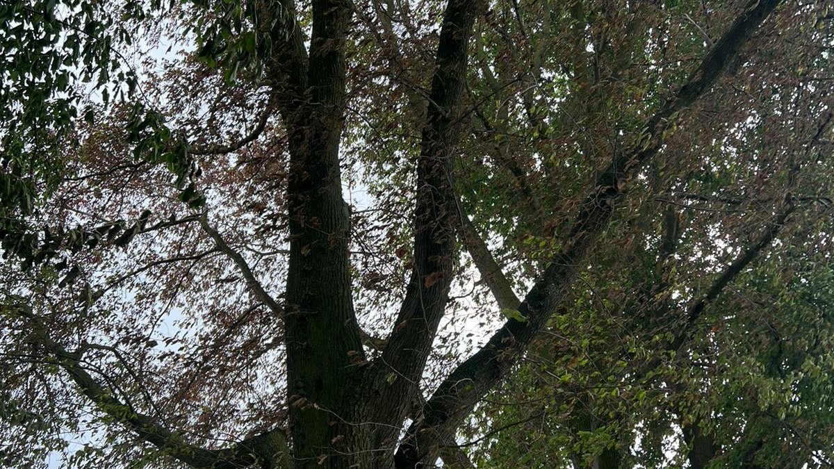 Kap beschermwaardige bomen Blokland Nieuwveen