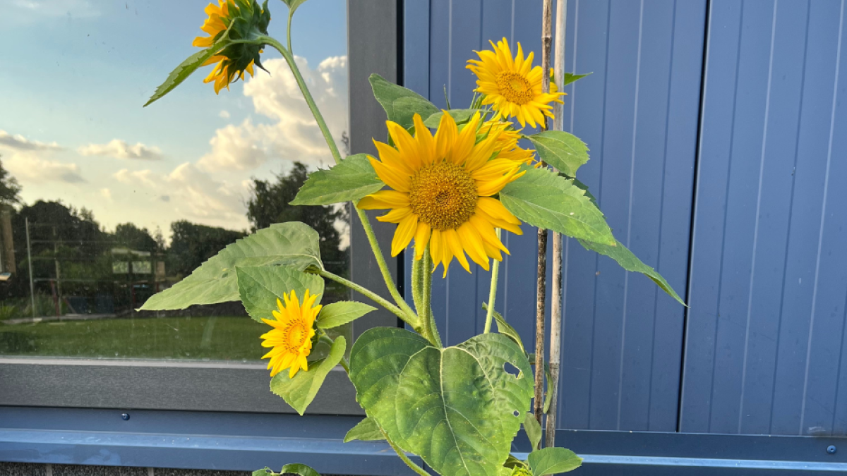 Wie heeft de hoogste zonnebloem?