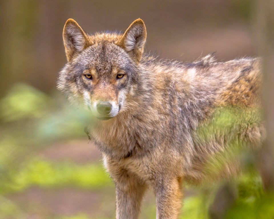 wolf