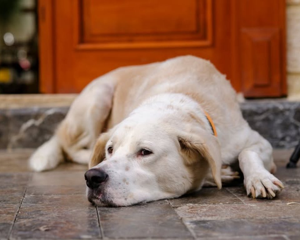 een hond ligt op de grond