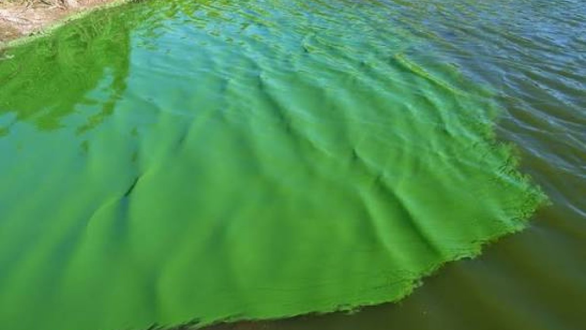 Blauwalg aangetroffen in vijver langs de Zijdevlinder
