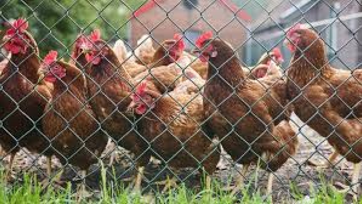 Vogelgriep vastgesteld in Nijkerk