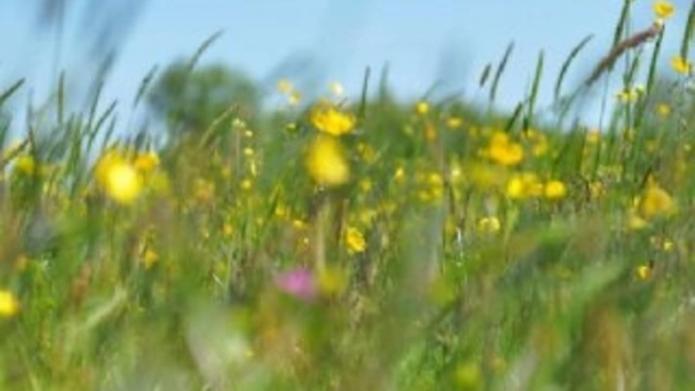 Van dichtbij gefotografeerd gras met gele bloemen