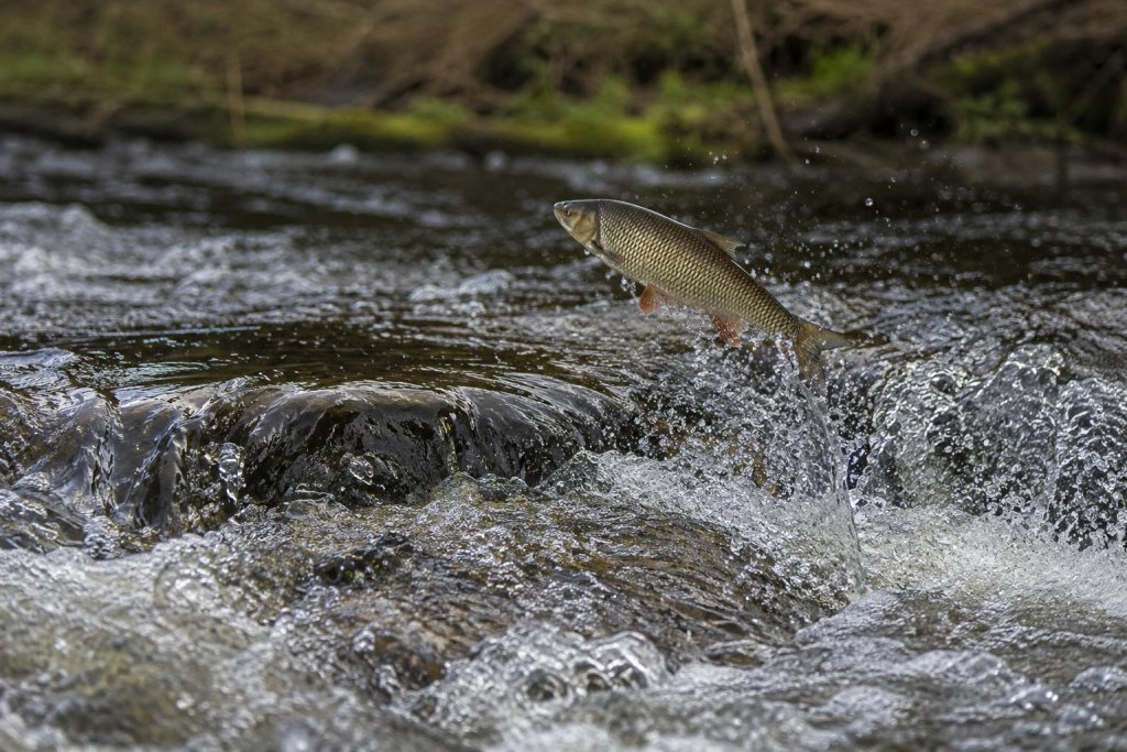 Een AI-gegenereerde foto van een winde die omhoog springt uit het water