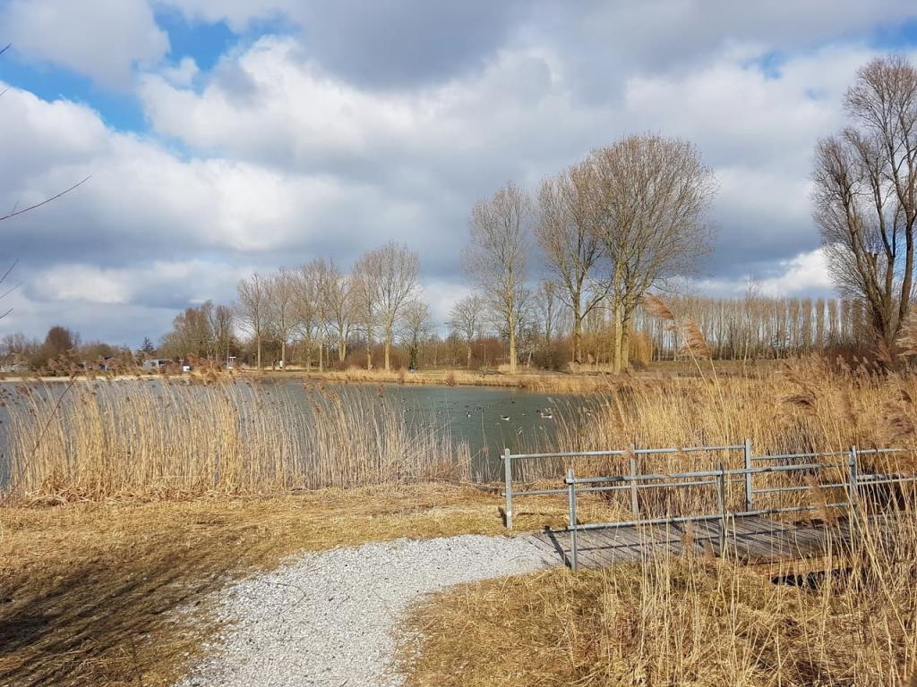 Bruggetje met riet langs de kant van de Kardingerplas in november