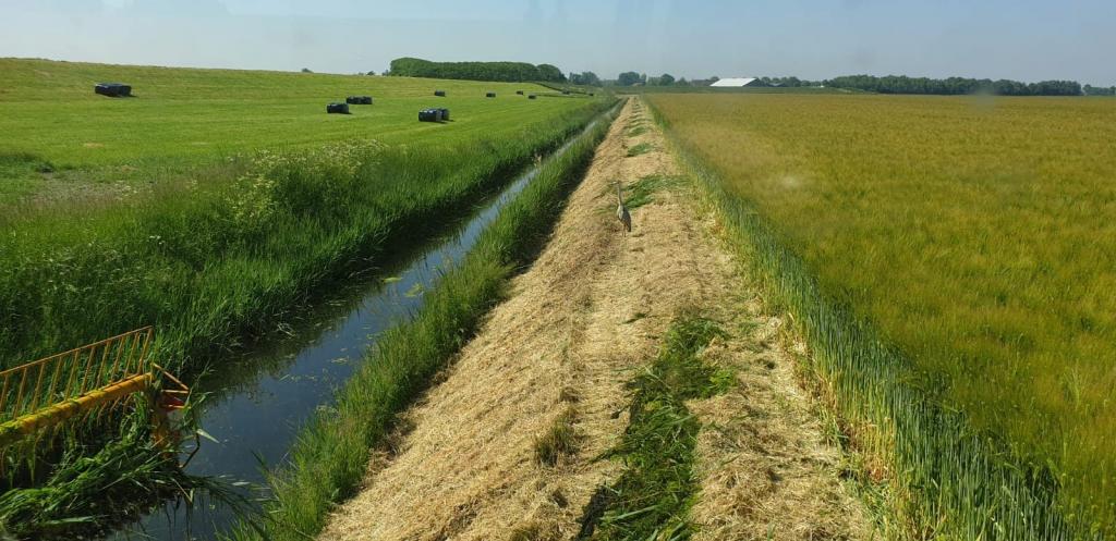 Een sloot waar aan één kant een maaipad is gemaakt. Zo kunnen we veilig met maaikorven de waterplanten weghalen.