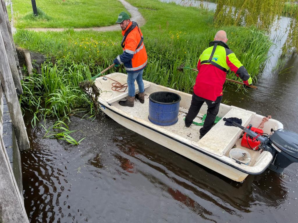 Onze medewerkers staan in een bootje en verwijderen de Grote Waternavel uit het water..