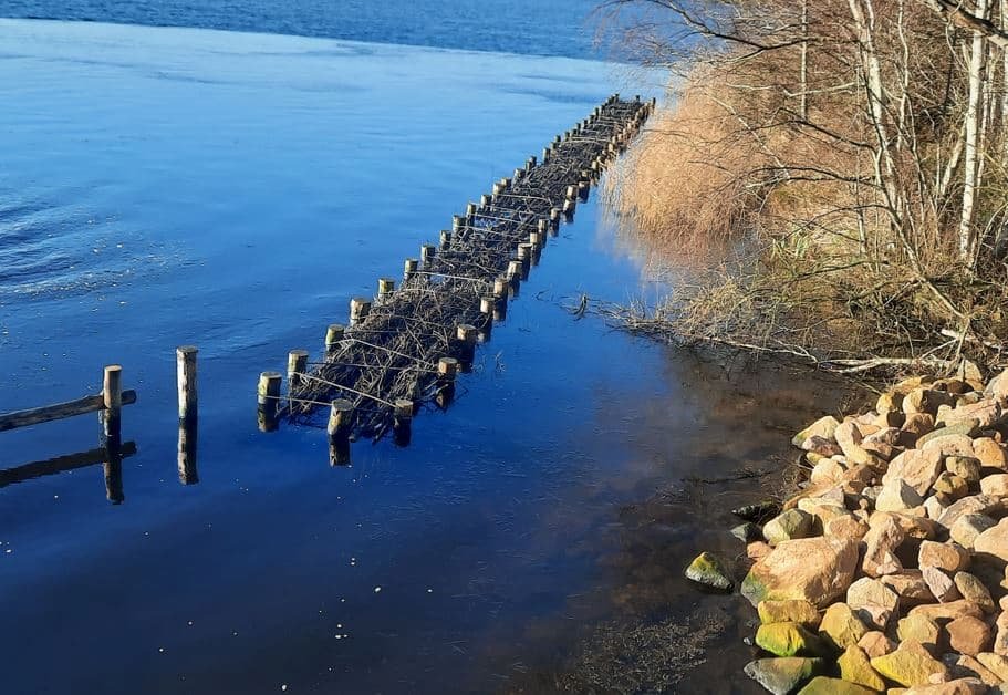 Vissenbos bij Halve Manen bij Paterswoldsemeer