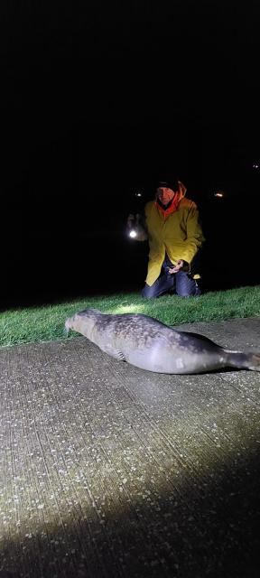 zeehond aangetroffen tijdens dijkbewaking ter hoogte van Emmapolder