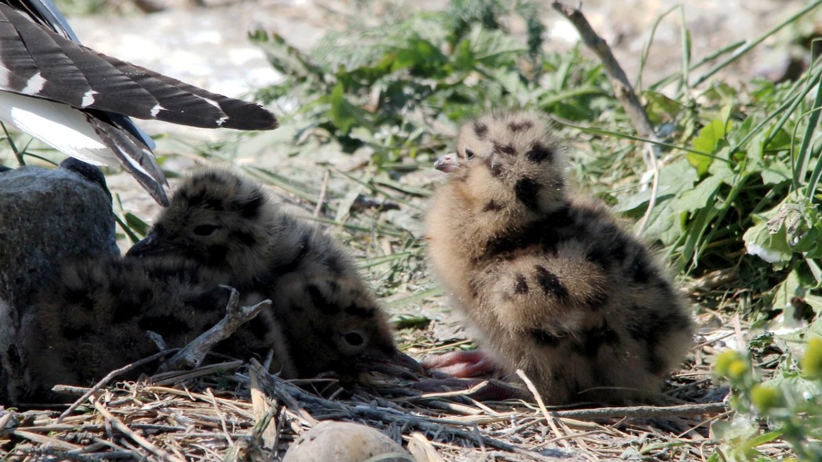 Houd uw hond aan de lijn in het broedseizoen