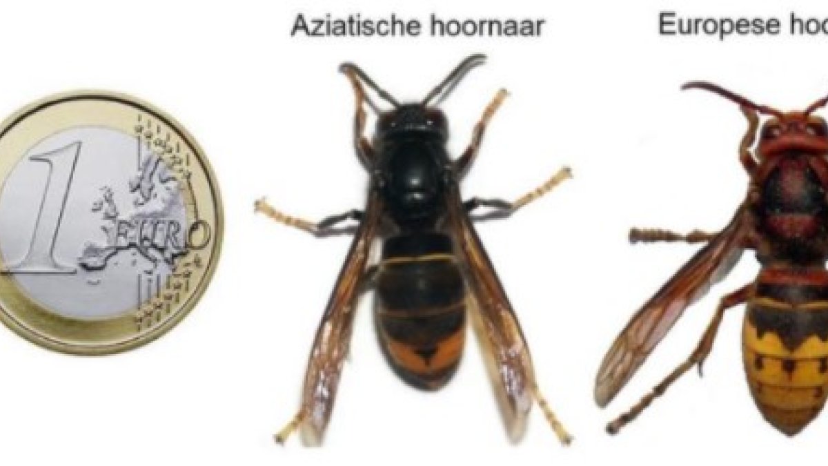 Aziatische hoornaar gespot? Meld het!