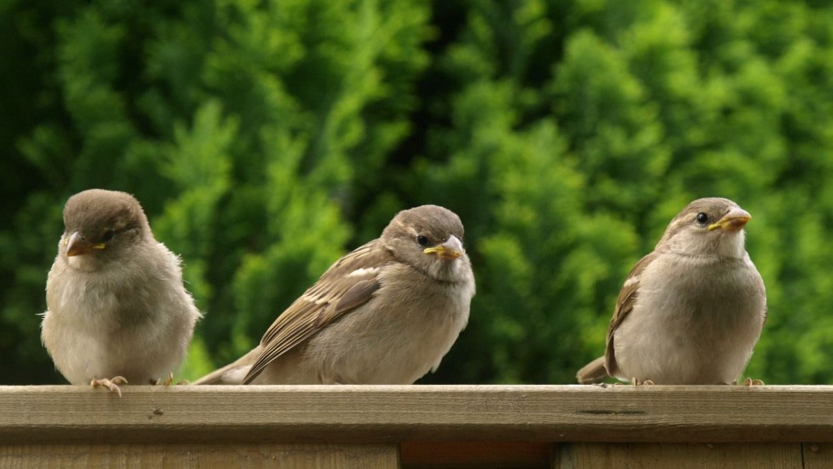 Lok zwaluw, egel en mus met ErvenPlus