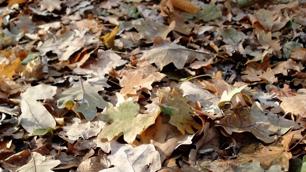 Bladkorven en bladafval in Nuenen