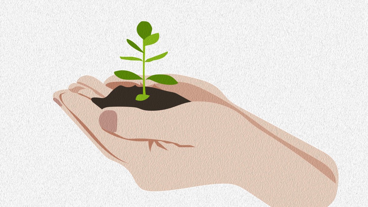 Vernieuwing van plantvakken en openbare ruimte