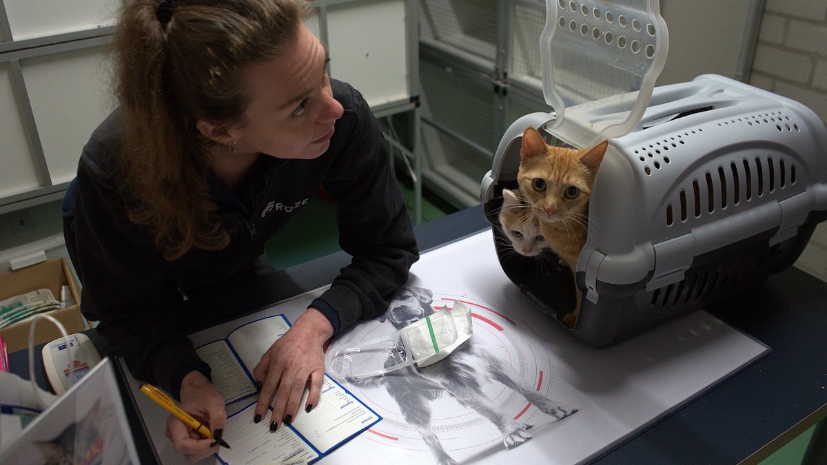 Gratis uw kat, konijn of fret laten chippen op 12 april