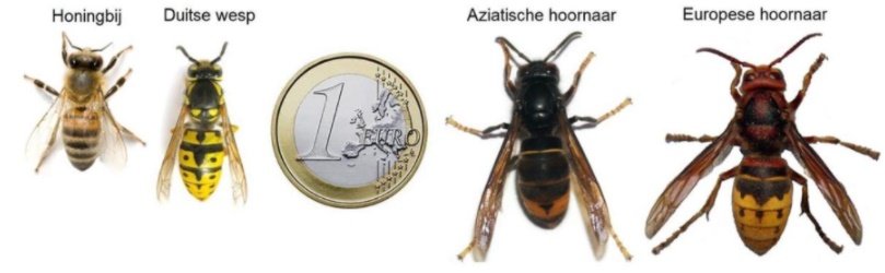 De Aziatische hoornaar is groter dan een wesp en kleiner dan de Europese hoornaar. Het borststuk is zwart en de poten hebben een kleiner geel uiteinde dan de Europese hoornaar.