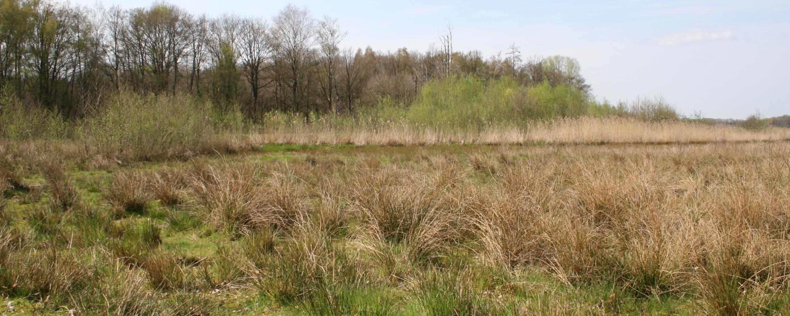 Natuurfoto Beerzeloop