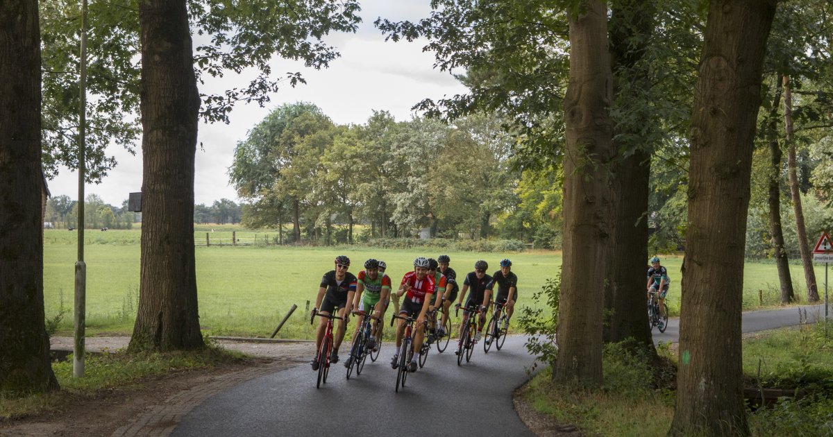 Herstel Laanstructuur | Gemeente Oirschot