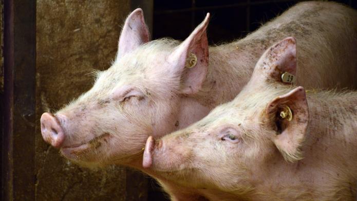Plannen voor nieuwe varkensstallen in Oirschot definitief van de baan
