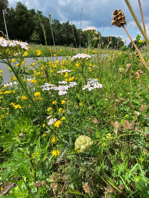 Kruiden- en bloemenrijk gras