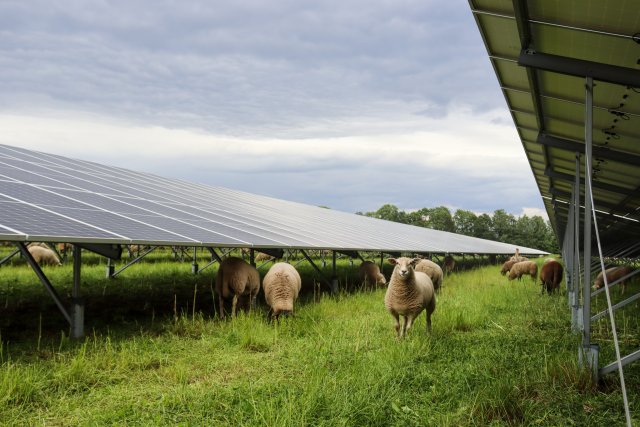 Grazende schapen onder zonnepanelen