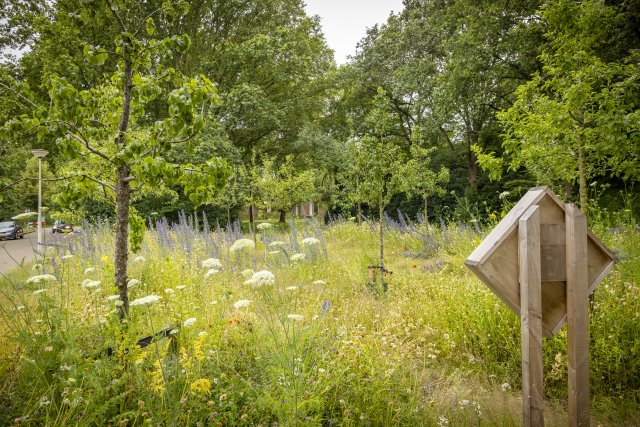 Een gazon omgevormd naar kruidenrijk grasveld