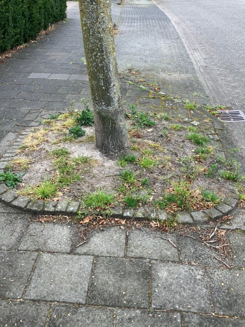 Een natuurlijke boomspiegel: groener én gezonder.