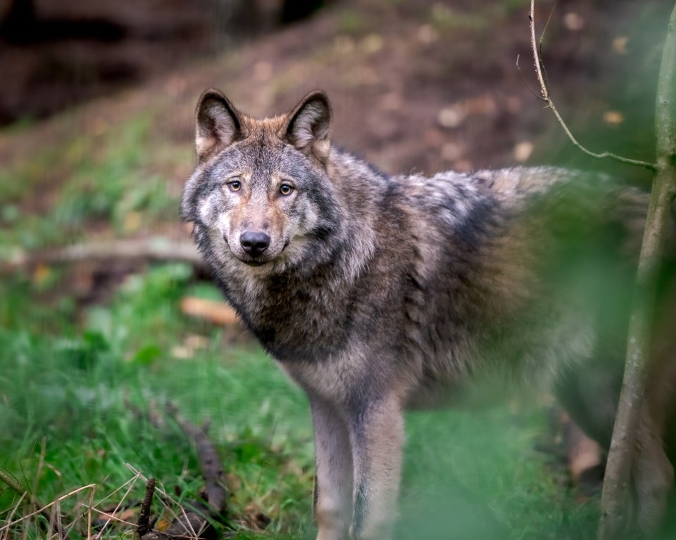 Wolf in het wild