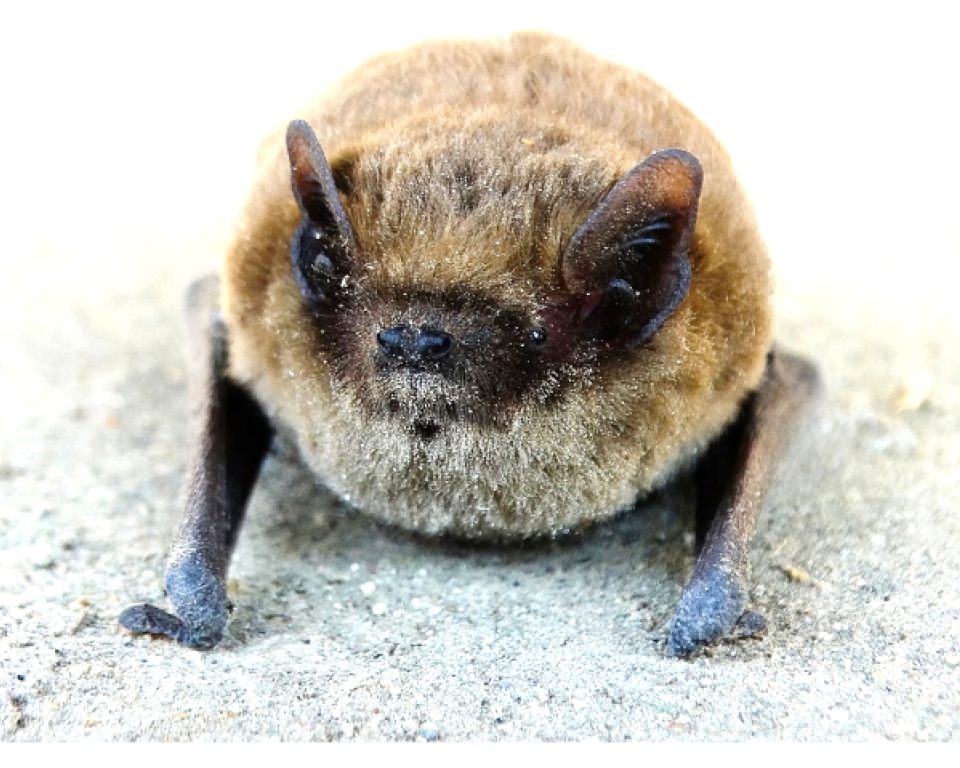 Vleermuis zit op de grond in het zand