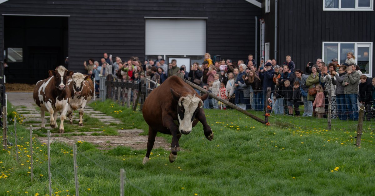De koeien mogen weer naar buiten bij het Rundveemuseum in Aartswoud