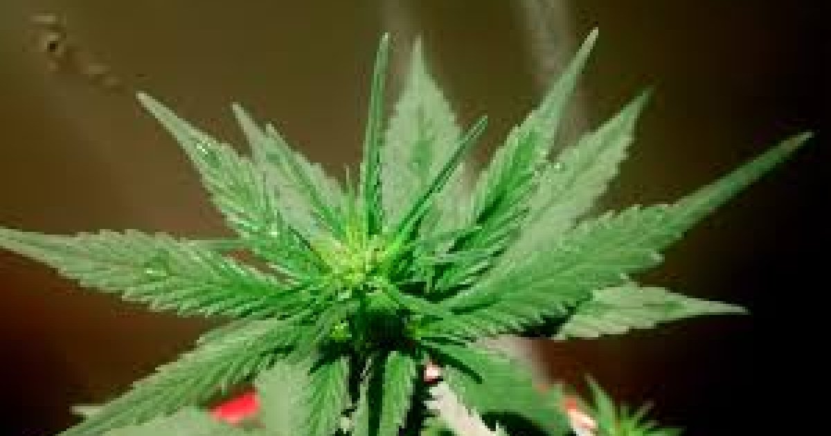 Sluiting bedrijfspand op De Veken in Opmeer na vondst hennepkwekerij