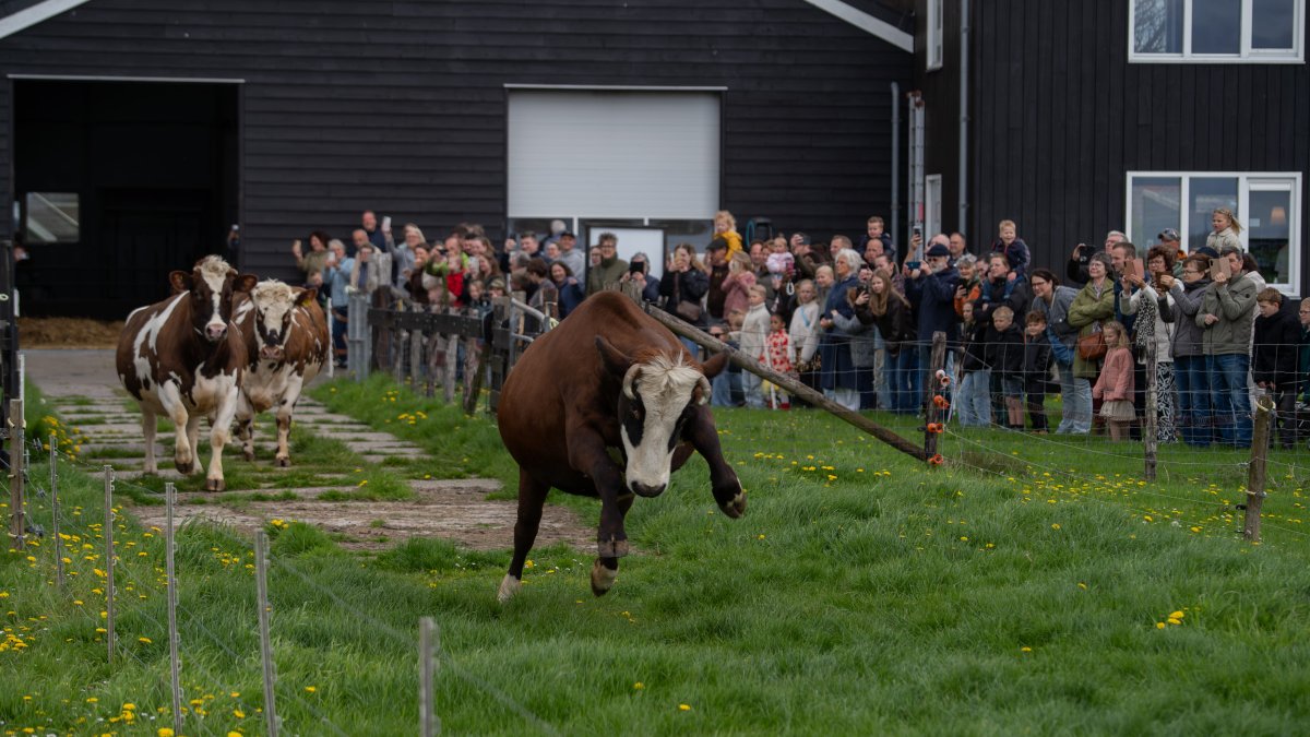 De koeien mogen weer naar buiten bij Rundveemuseum Aartswoud